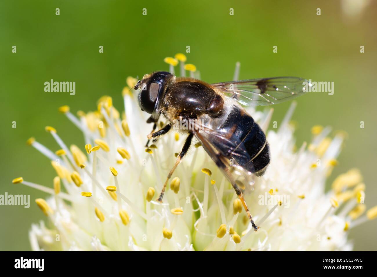 Closeup, honey bee on an onion flower collects pollen, pollination of