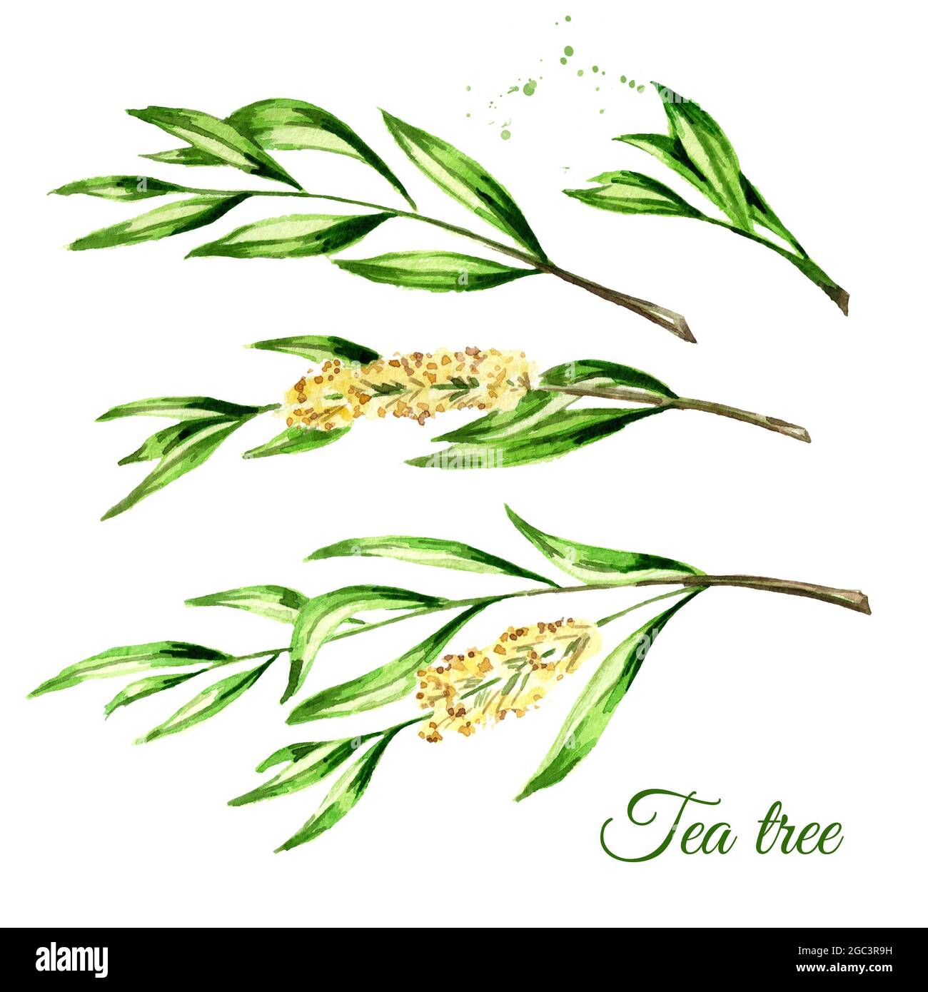 Tea tree set. Cosmetics and medical plant. Watercolor hand drawn ...