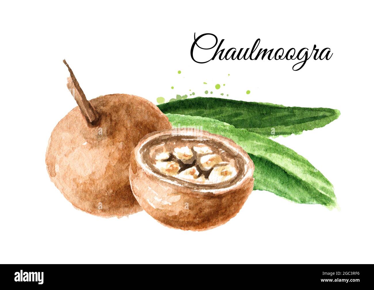 Fruit Hydnocarpus anthelminthicus or Chaulmoogra, Watercolor hand drawn illustration, isolated on white background Stock Photo