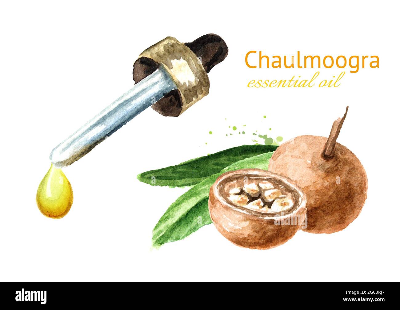 Medical Fruit Hydnocarpus anthelminthicus or Chaulmoogra and bottle of essential drop. Watercolor hand drawn illustration isolated on white background Stock Photo