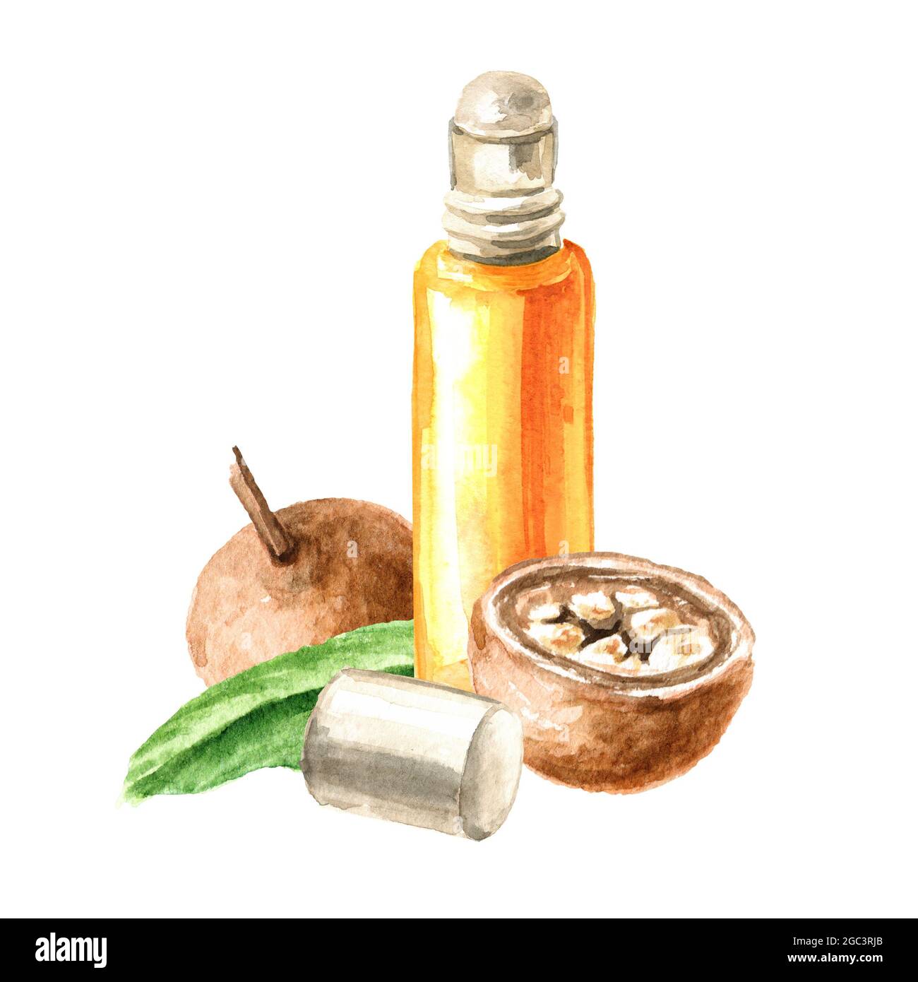 Medical Fruit Hydnocarpus anthelminthicus or Chaulmoogra and bottle of essential oil, Watercolor hand drawn illustration, isolated on white background Stock Photo