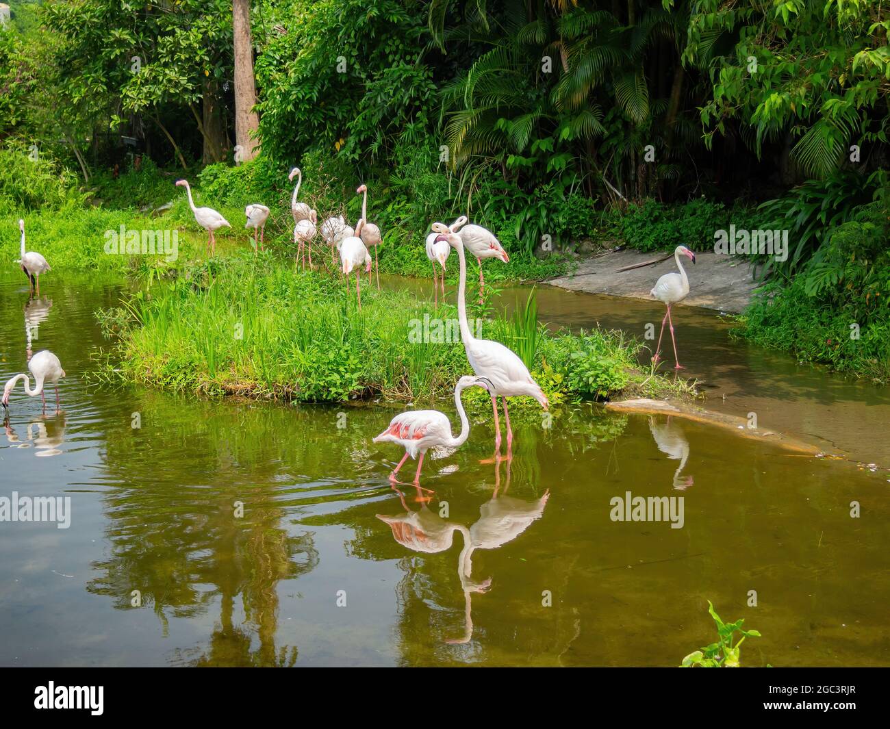 Close up shot of many Lesser Flamingo at Taiwan Stock Photo