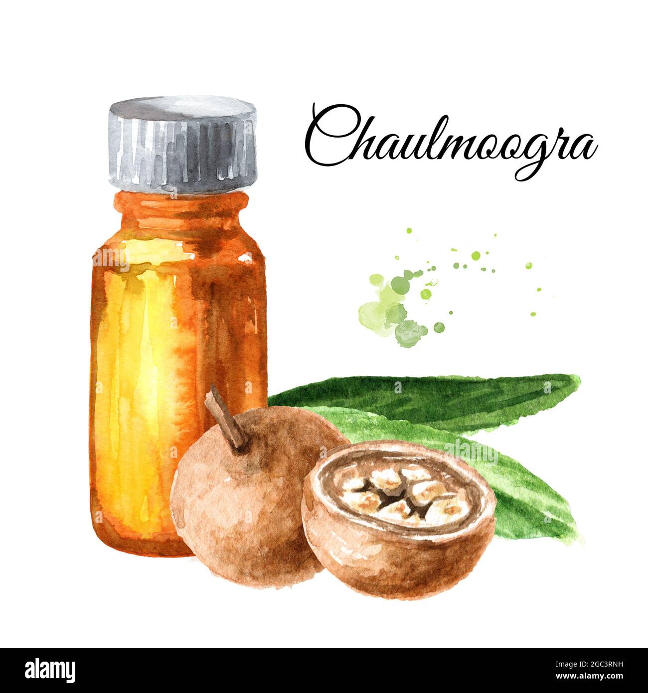 Medical Fruit Hydnocarpus anthelminthicus or Chaulmoogra and bottle of essential oil. Watercolor hand drawn illustration, isolated on white background Stock Photo