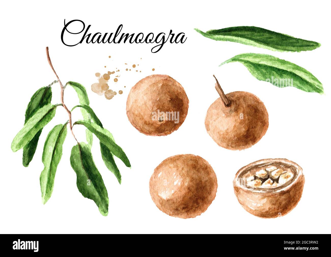Medical plant Hydnocarpus anthelminthicus or Chaulmoogra set, Watercolor hand drawn illustration isolated on white background Stock Photo