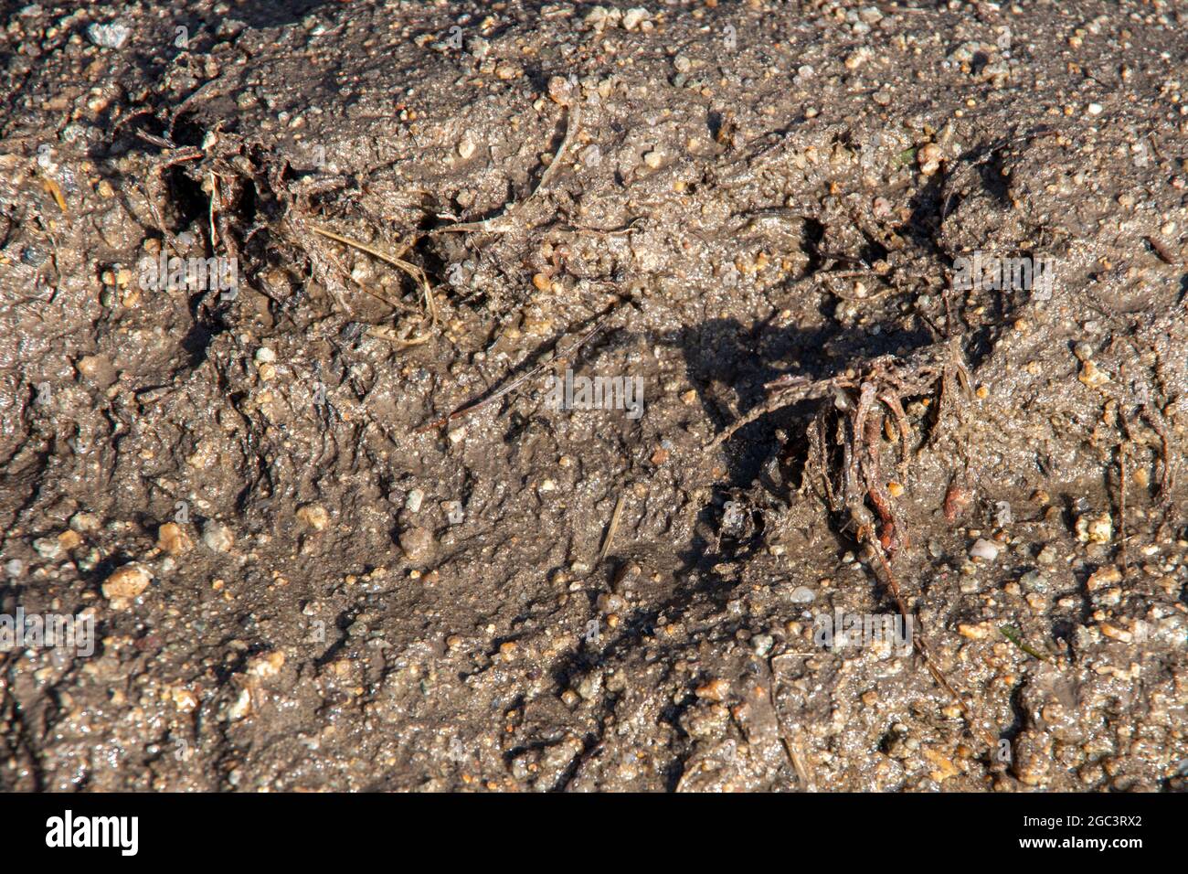 Top view and close up light brown soil and sand texture background ...