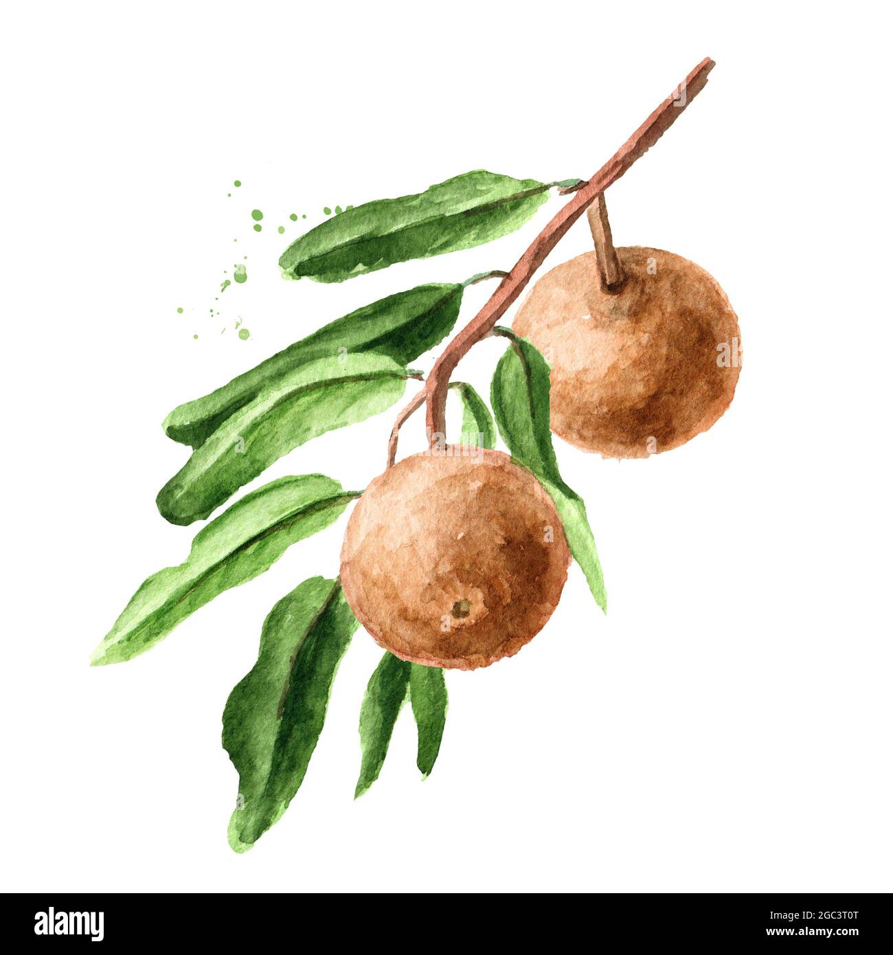 Tropical Fruit Hydnocarpus anthelminthicus or Chaulmoogra on the branch with leaves, Watercolor hand drawn illustration, isolated on white background Stock Photo