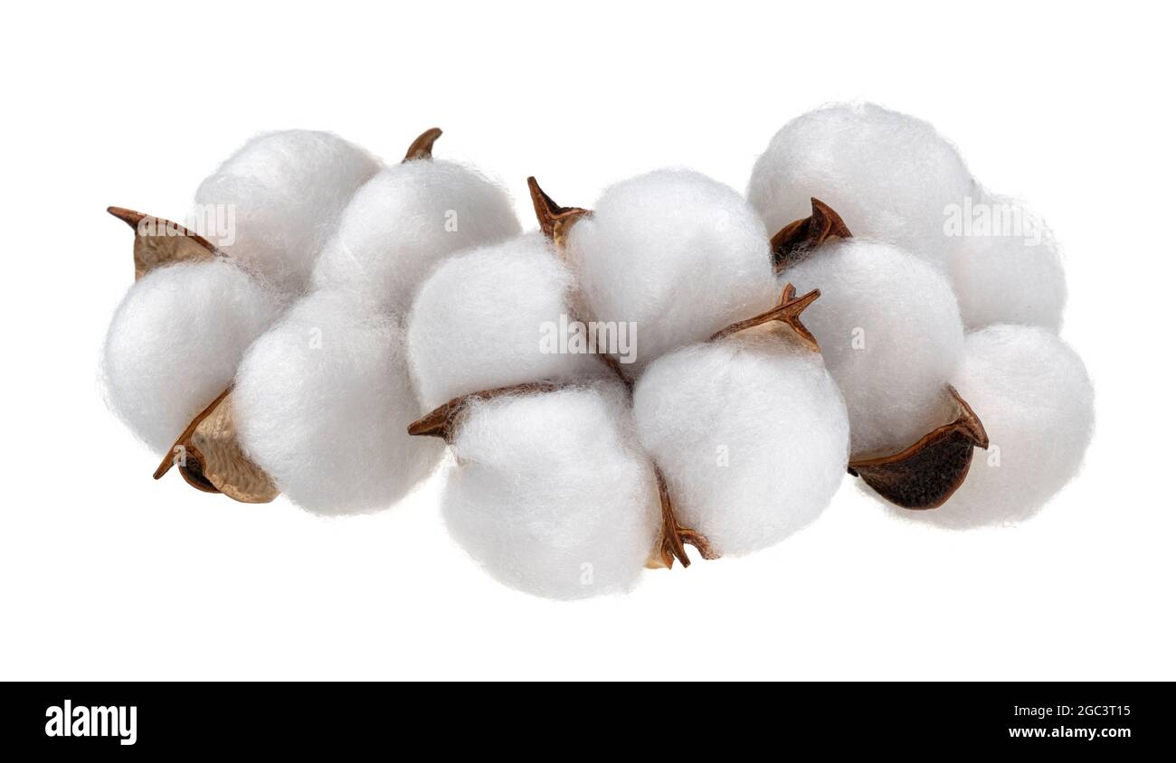 Cotton plant flower isolated on white background Stock Photo