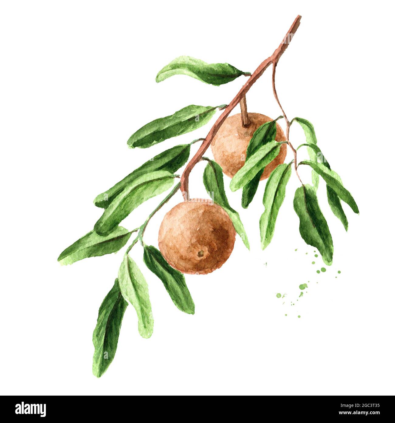 Tropical Fruit Hydnocarpus anthelminthicus or Chaulmoogra on the branch with leaves. Watercolor hand drawn illustration, isolated on white background Stock Photo