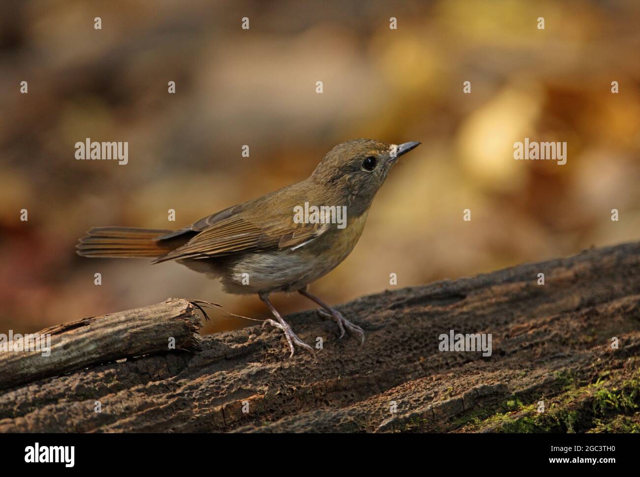 Bluethroated Blueflycatcher (Cyornis rubeculoides) adult female