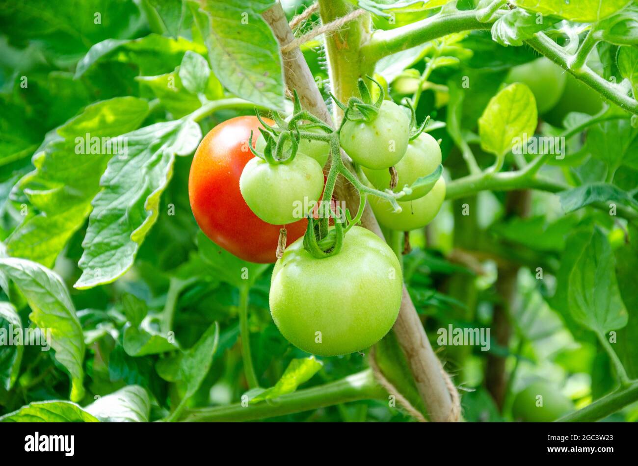 Tomatoes Growing In A Greenhouse Stock Photo - Alamy