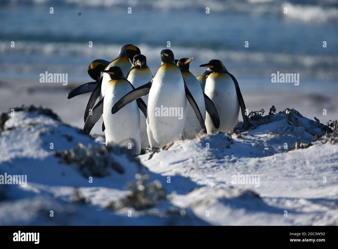 penguins Stock Photo
