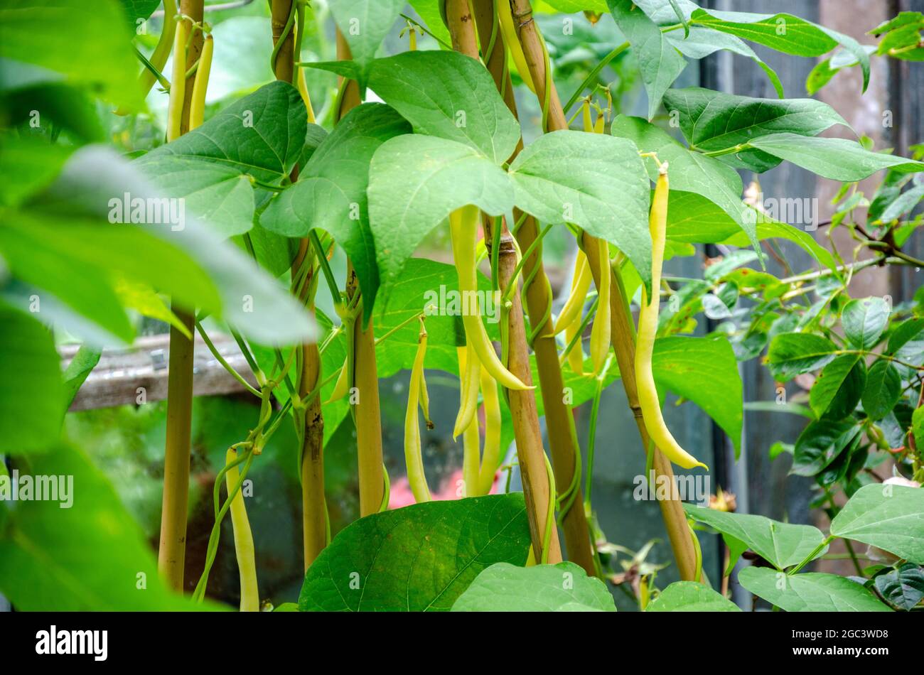Climbing french bean hi-res stock photography and images - Alamy