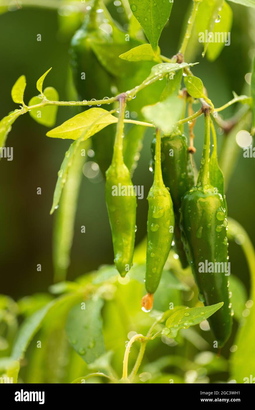Close-up pf green chilies ( Tornado hybrid variety -Capsicum Stock Photo