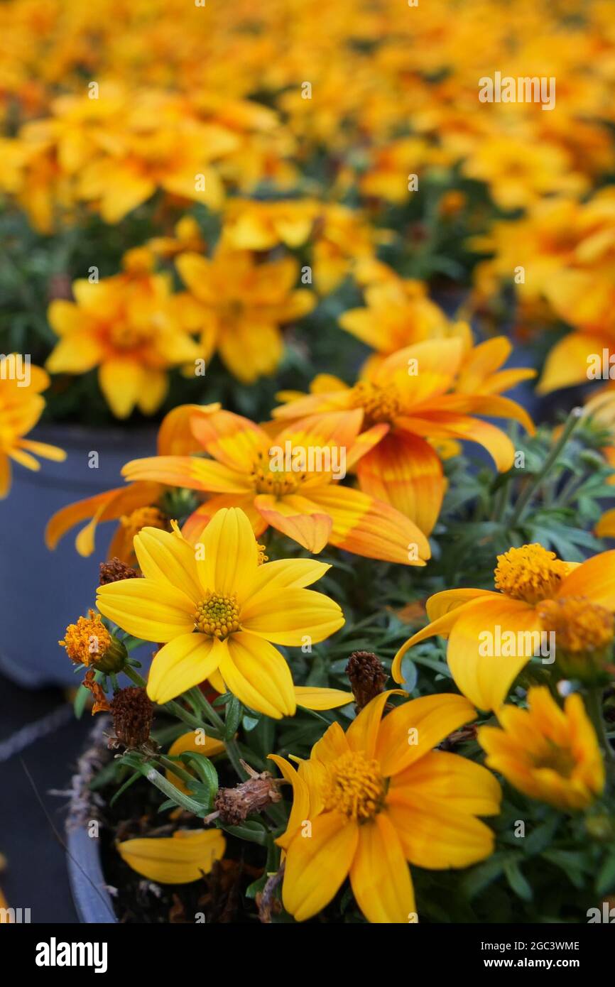 Bidens ferulifolia plant with beautiful flowers (Goldmarie). Daisy family Stock Photo