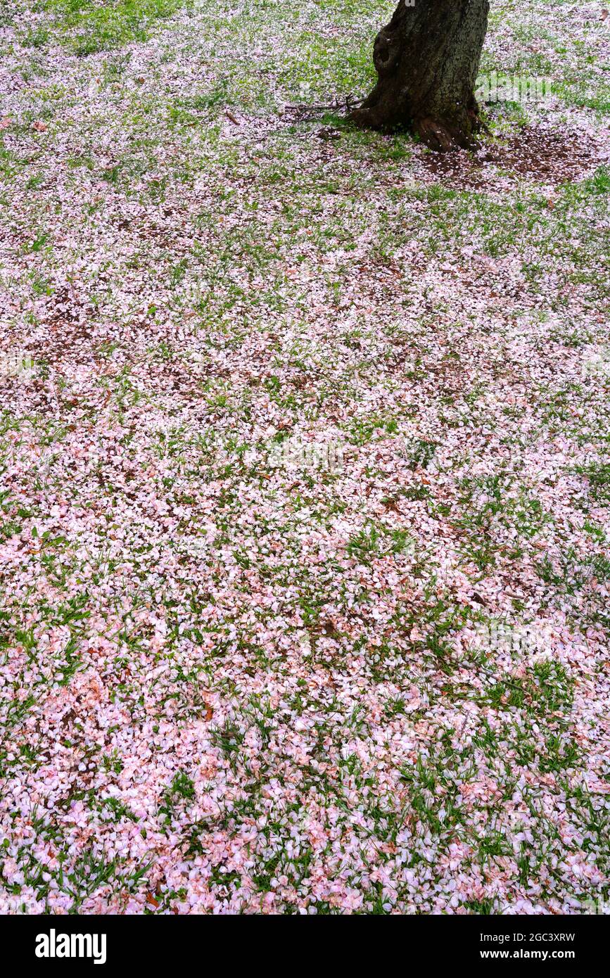 Tree Petrals Spring Pink cherry blossom petals covering the ground under sakura trees in ...