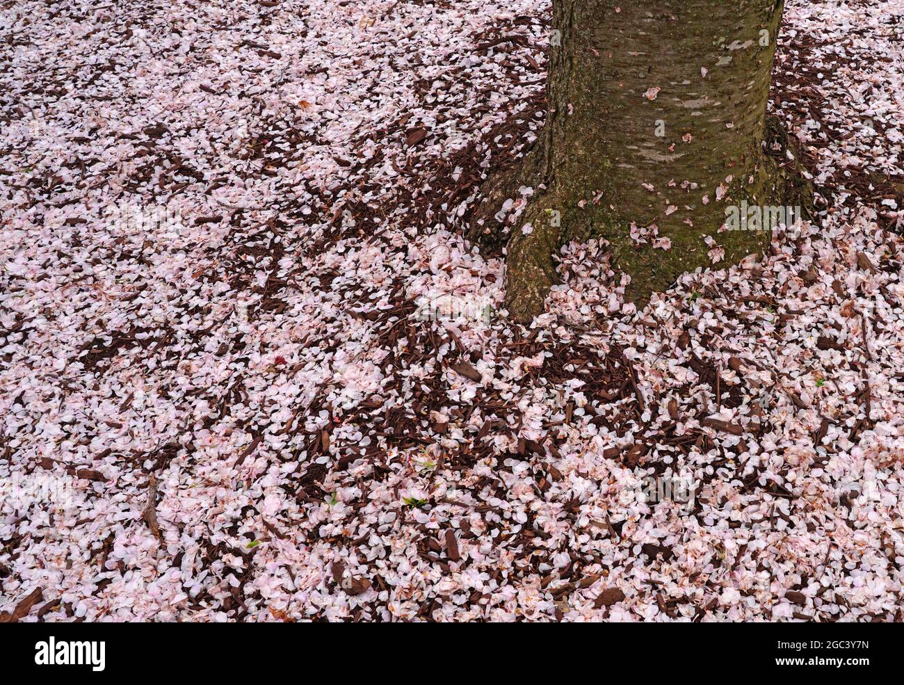 View of Pink cherry blossom petals covering the ground under sakura trees in ...