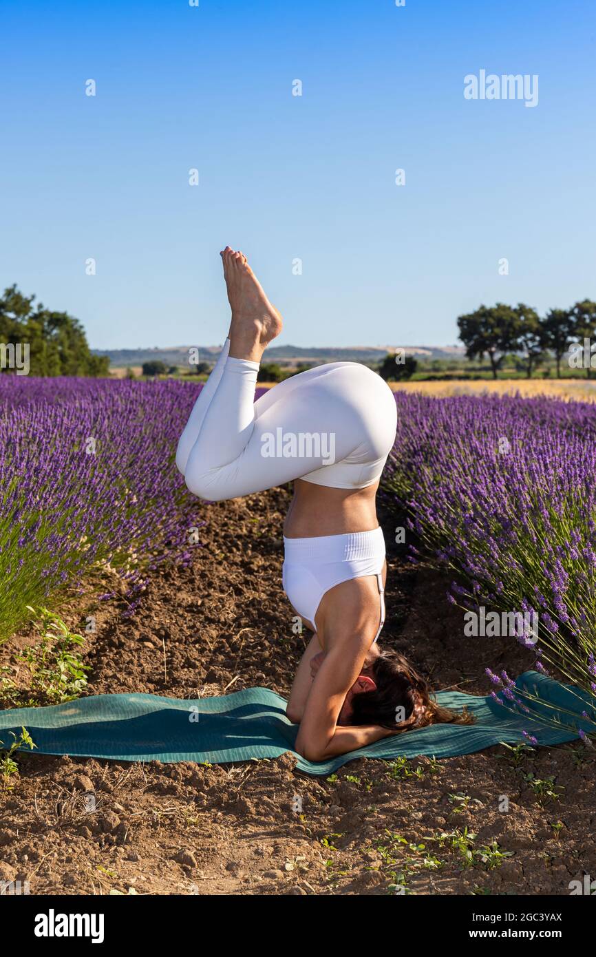 A young woman doing a variation of the energizing pose of Sirsasana in a blooming lavender field. Stock Photo