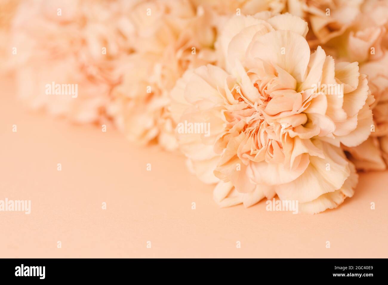 Close-up of beige carnation flower. Abstract nature background Stock