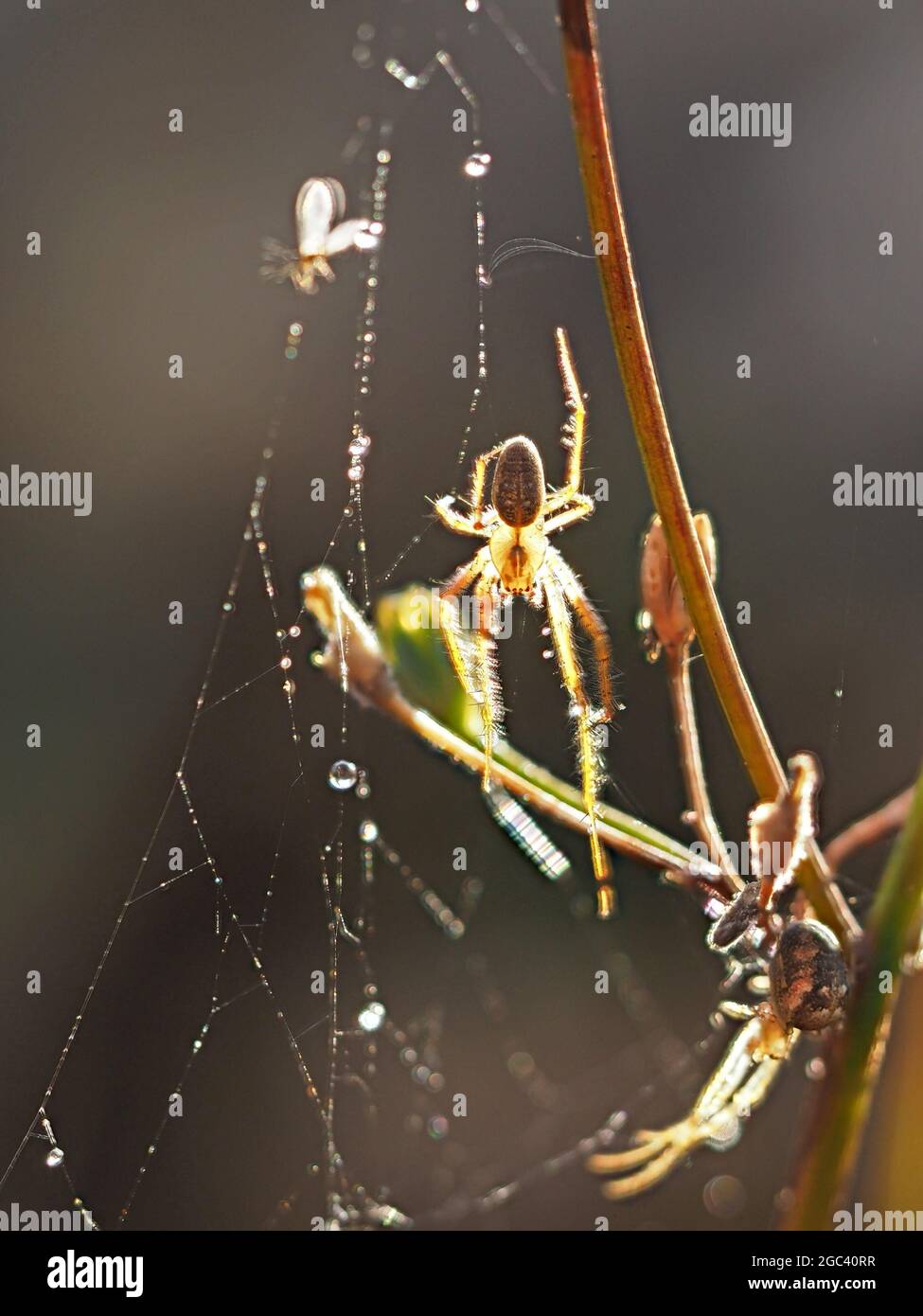 2 backlit spiders in haphazard web of sticky silk with tiny trapped insects in Cumbria England UK Stock Photo