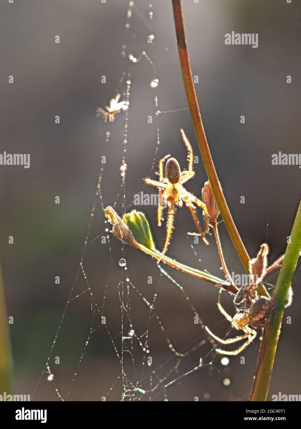 2 backlit spiders in haphazard web of sticky silk with tiny trapped insects in Cumbria England UK Stock Photo