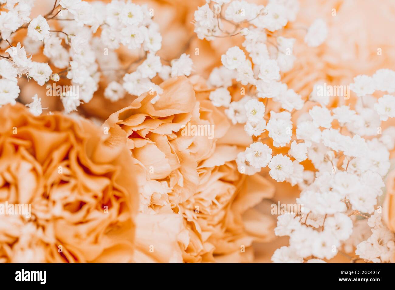 Beige carnation flowers bouquet on light beige background Stock Photo