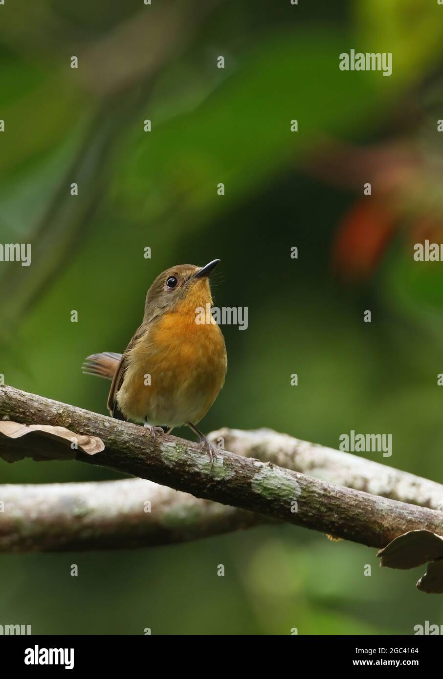 Hill Blue-flycatcher (Cyornis banyumas whitei) adult female perched on branch Kaeng Krachan NP, Thailand            November Stock Photo