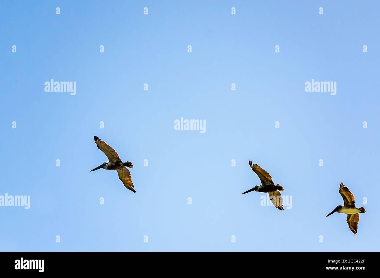 Brown pelicans fly high in the sky, July 13, 2021, in Coden, Alabama. Pelicans live an average of 15-25 years in the wild. Stock Photo