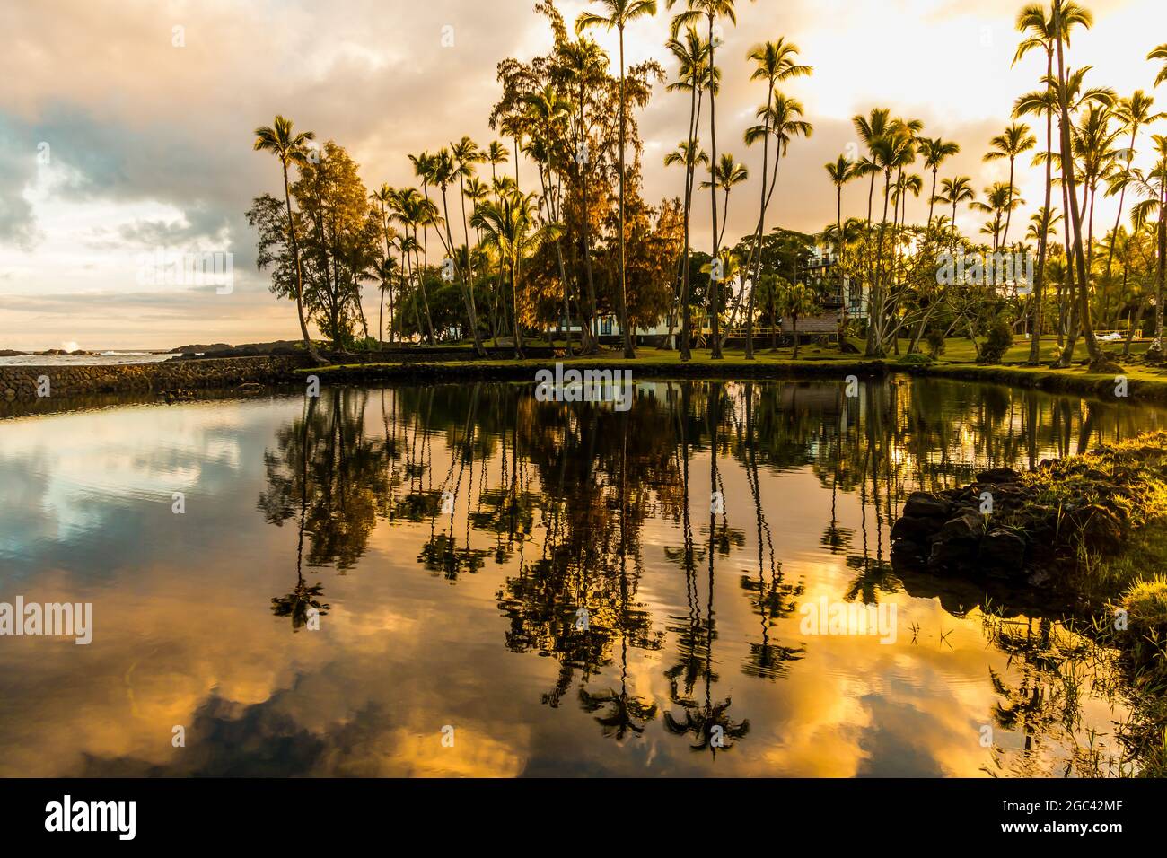 Palm Trees Reflection in Small Pond, Richardson Beach Park, Hilo