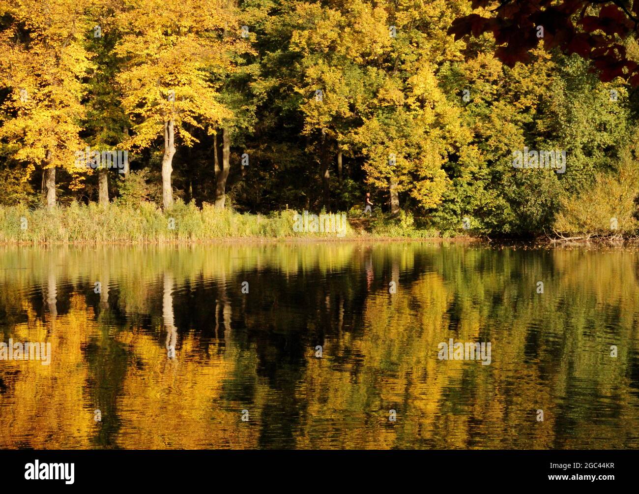 autumnal golden trees are reflected in a pond Stock Photo