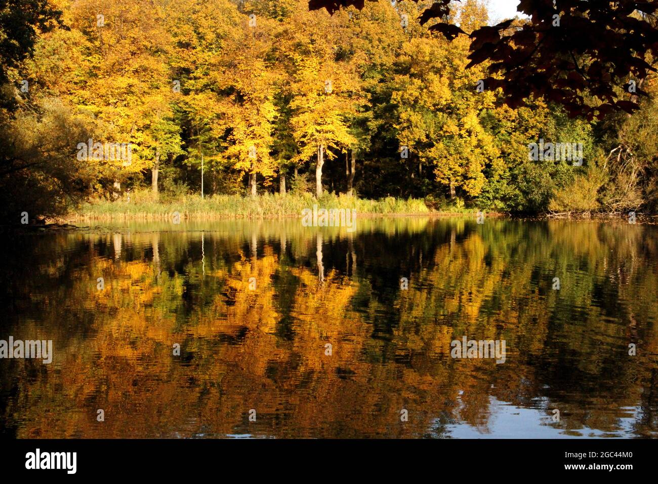 autumnal golden trees are reflected in a pond Stock Photo