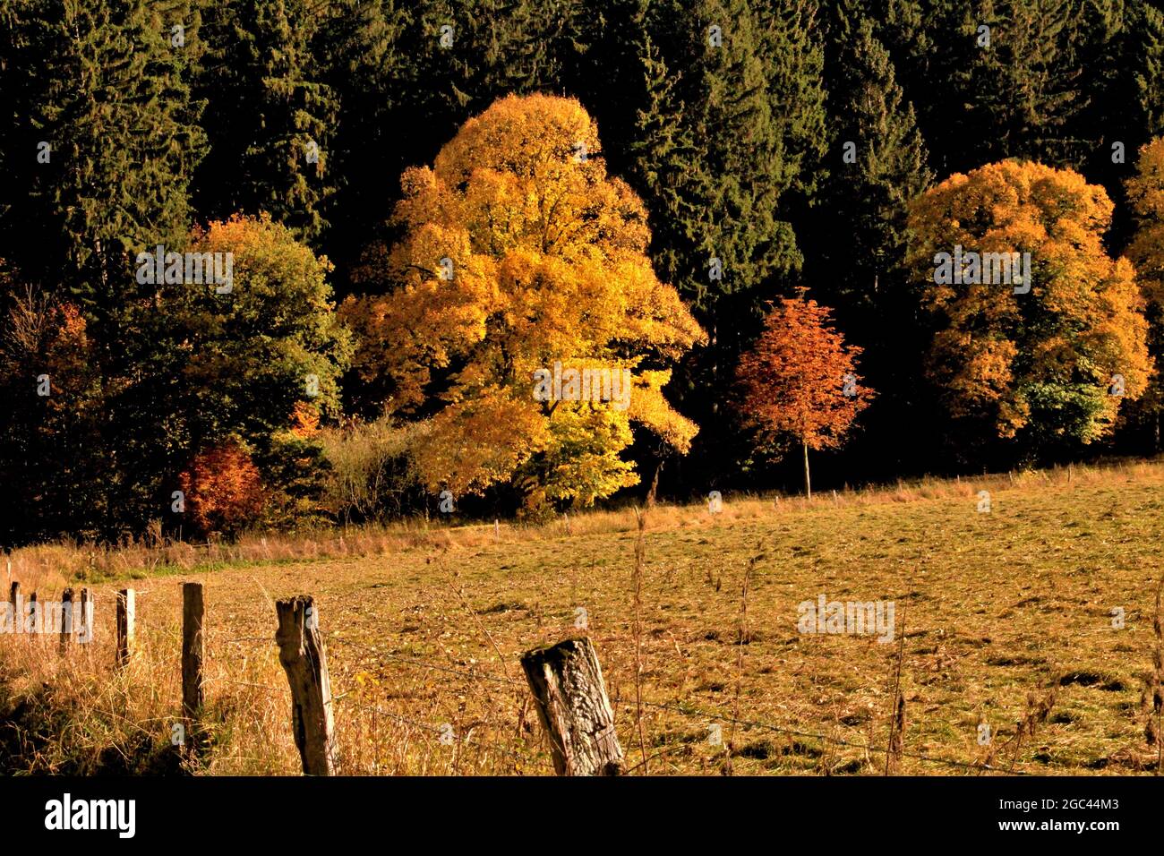 at the edge of the forest, golden-coloured trees glow behind a mown meadow Stock Photo