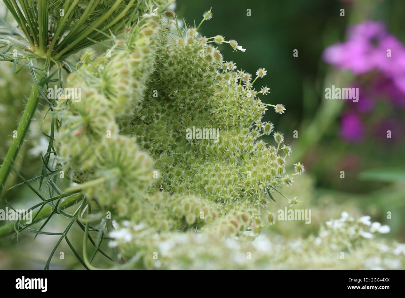 Nahaufnahme einer vogelnestartigen Fruchtstandbildung der wilden Möhre,Close-up of a bird-nesting fruiting formation of the wild carrot Stock Photo