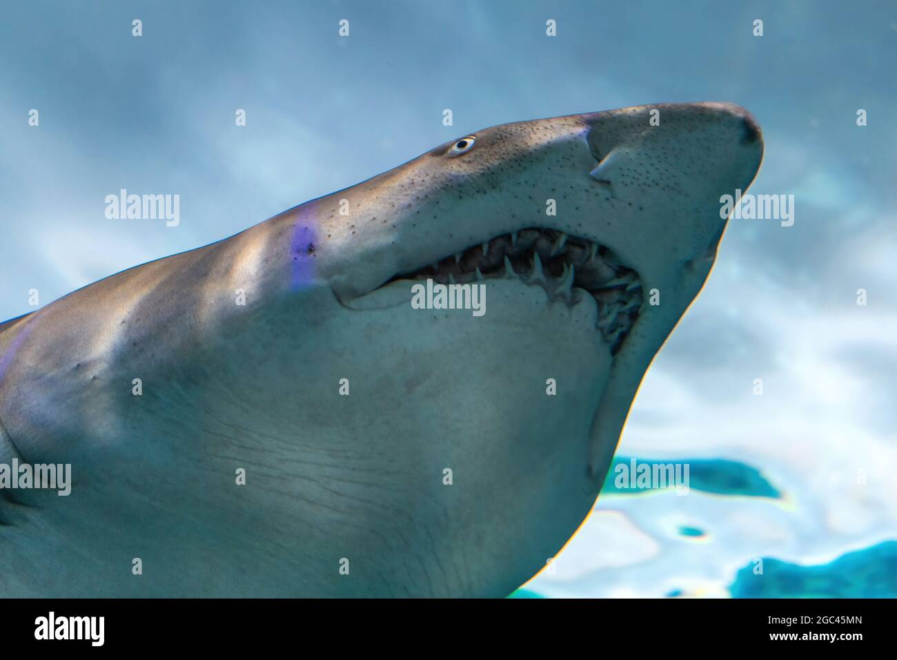 Angle shark hi res stock photography and images Alamy