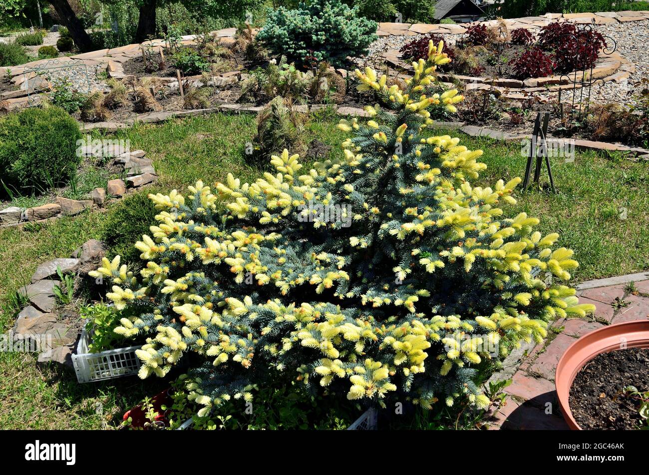 Prickly spruce Picea pungens Maigold with unusual beautiful golden fluffy needles of spring sprouts. Beautiful rare evergreen conifer for landscape de Stock Photo