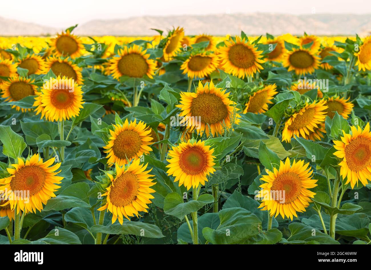 Cultivating sunflowers hires stock photography and images Alamy