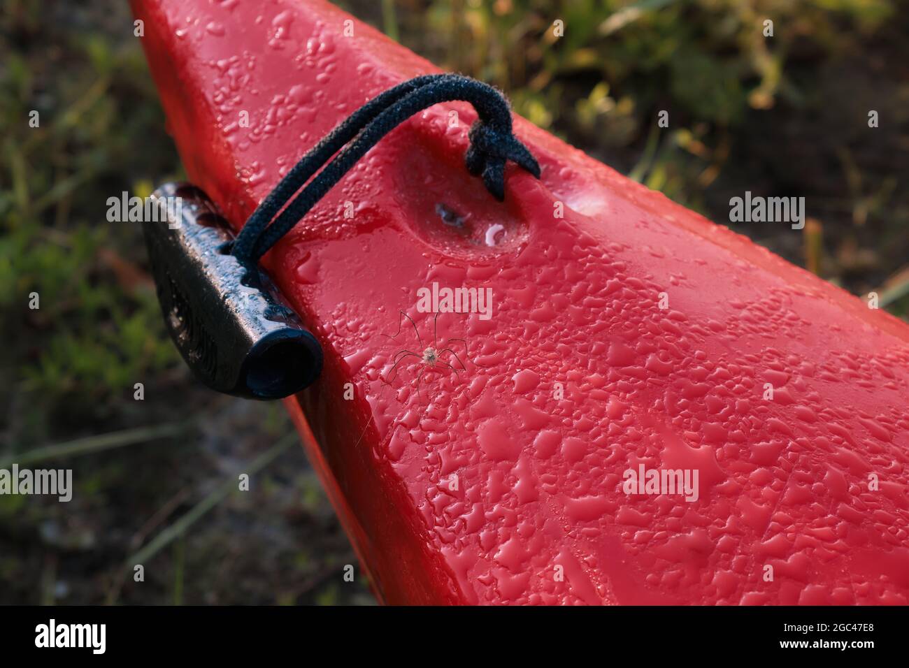 Drops of water and a spider on the bow of a red plastic kayak. Black