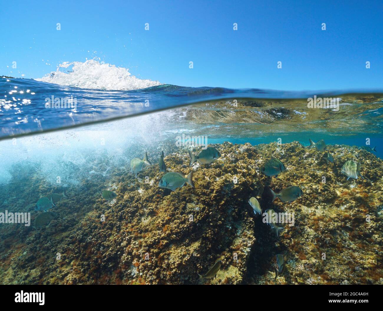 Fish below water surface in the Mediterranean sea (Sargo, Diplodus sargus), split view over and under water, France, Occitanie Stock Photo