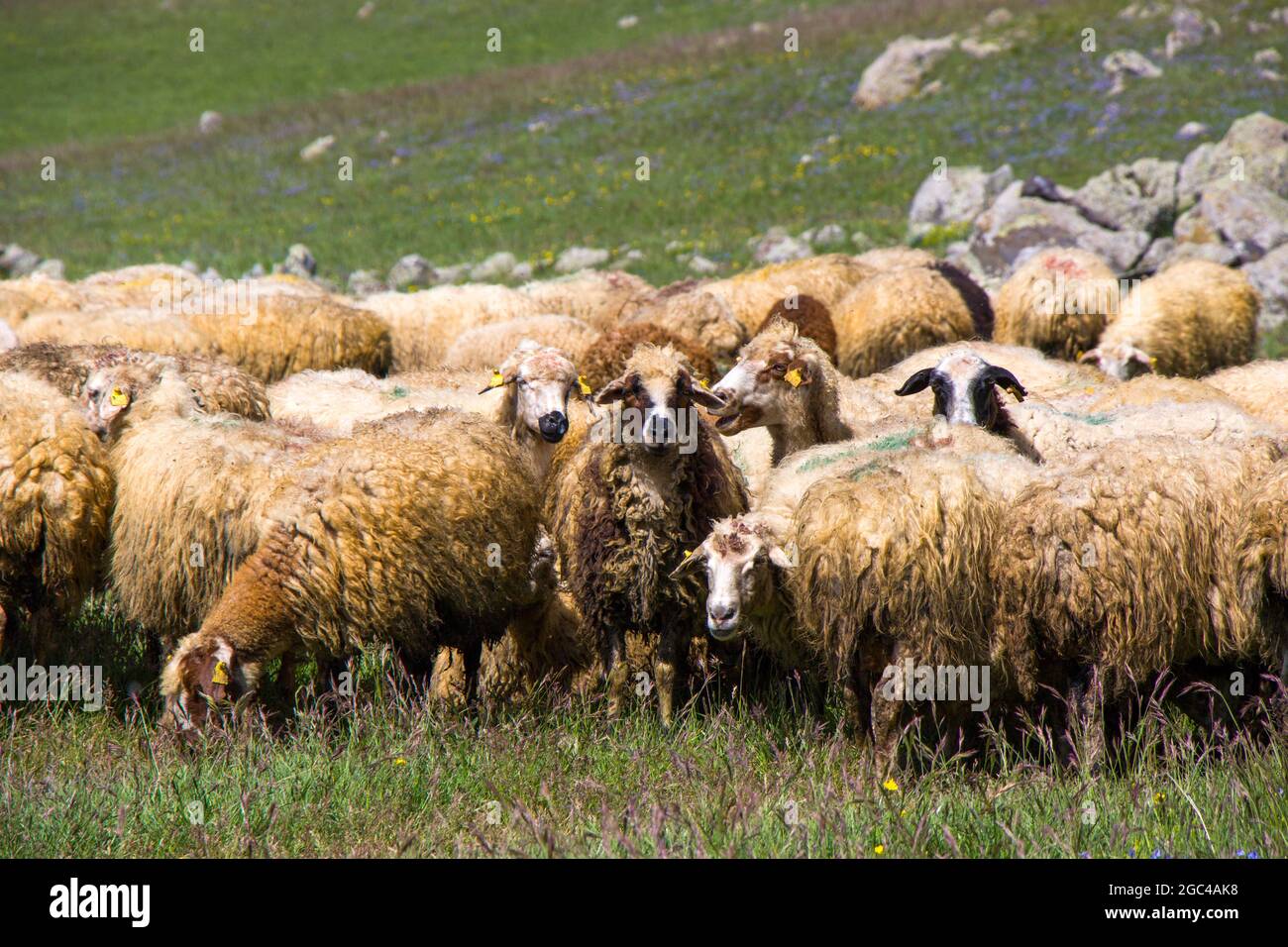 Large group of sheep and goats in the valley in mountains Stock Photo ...