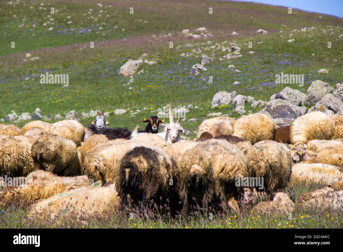 Large group of sheep and goats in the valley in mountains Stock Photo ...