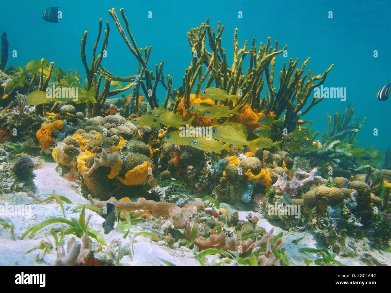 Tropical fish on a colorful coral reef with sea sponges underwater