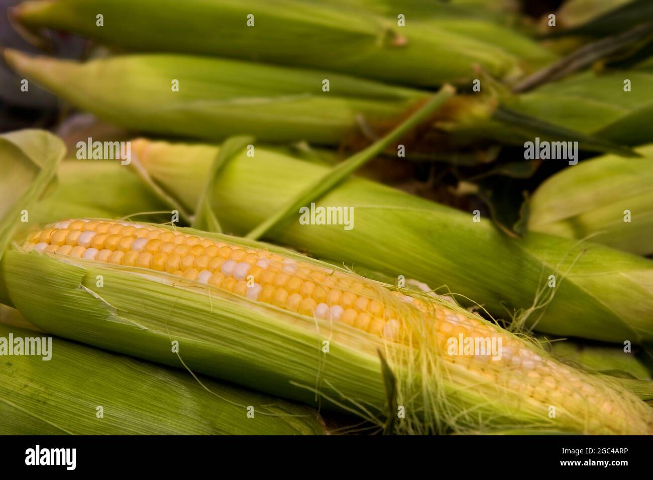 Fresh sweet corn for sale at the farmer's market Stock Photo Alamy