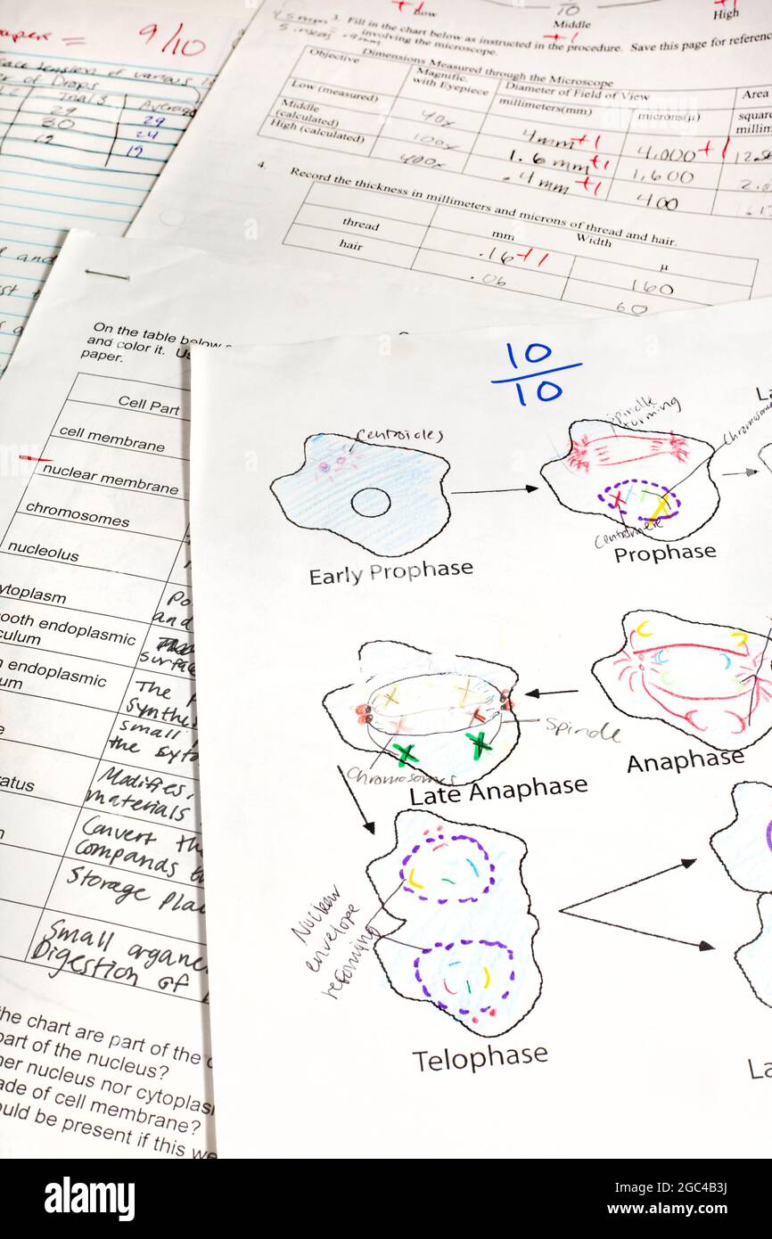 High school student's biology quizzes V Stock Photo Alamy