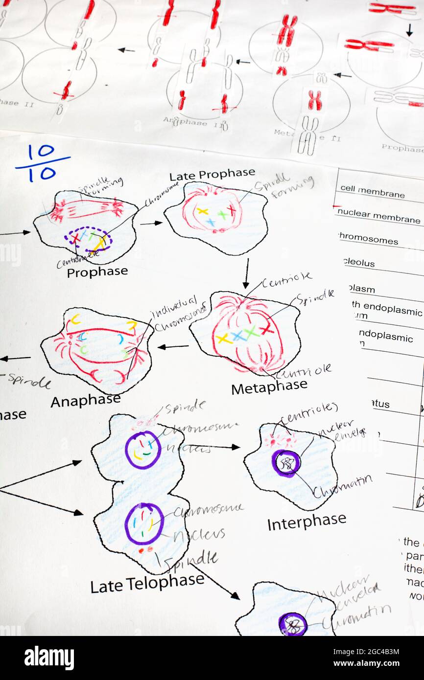 High school student's biology quizzes V Stock Photo Alamy