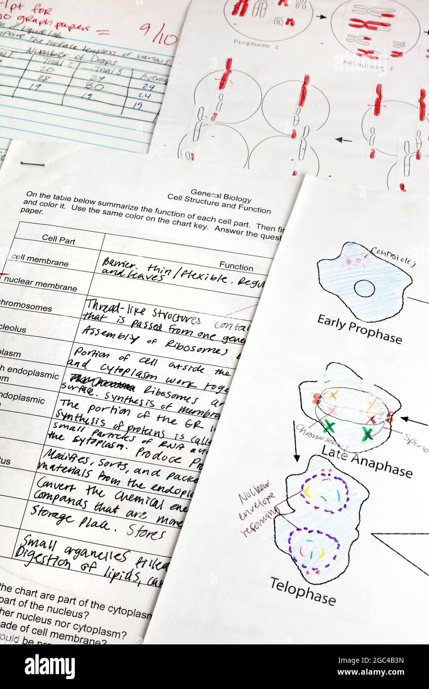 High school student's biology quizzes V Stock Photo Alamy