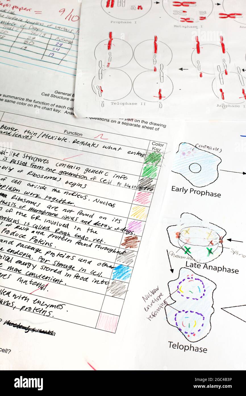 High school student's biology quizzes V Stock Photo Alamy