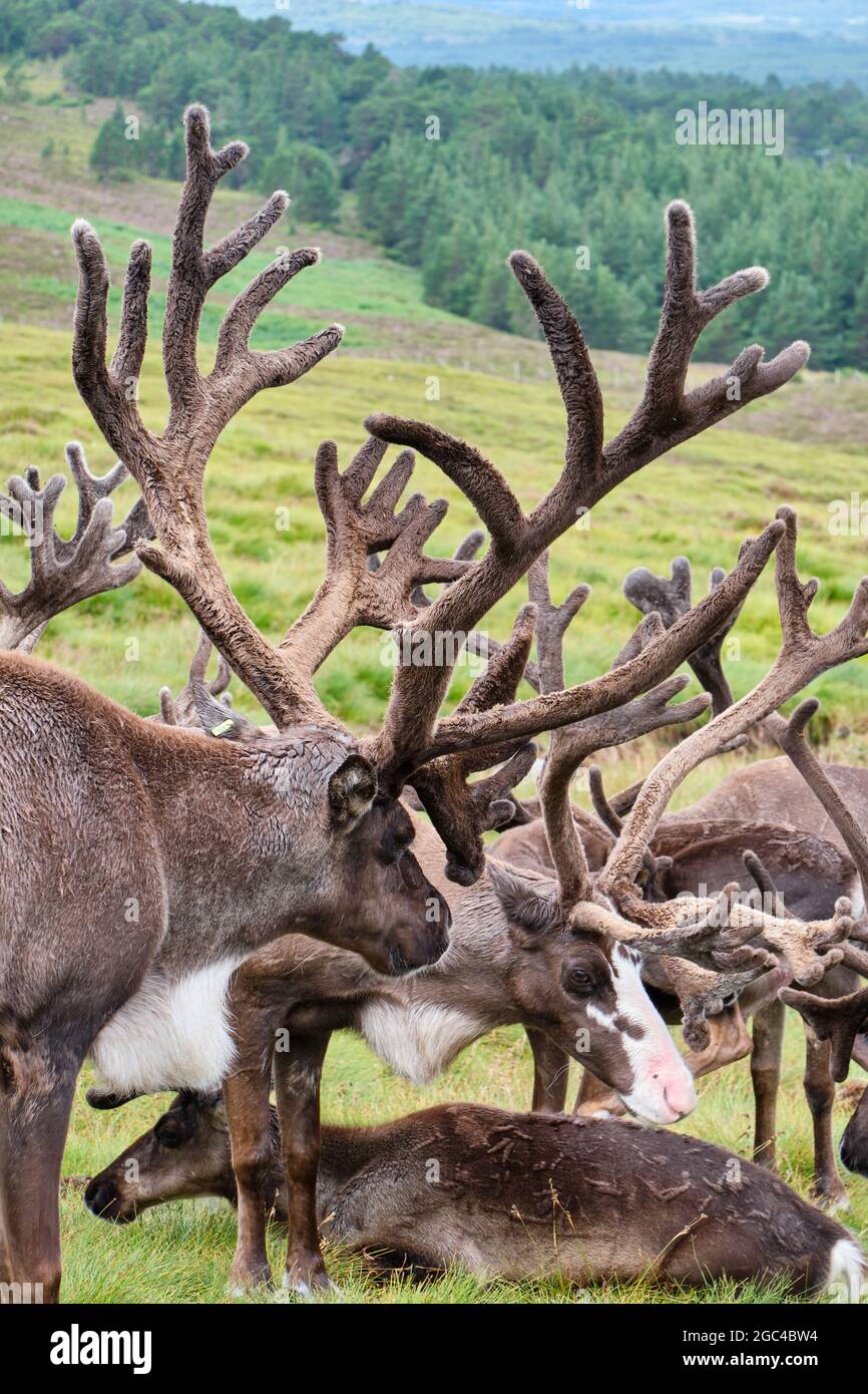 Reindeer the cairngorm reindeer centre hires stock photography and