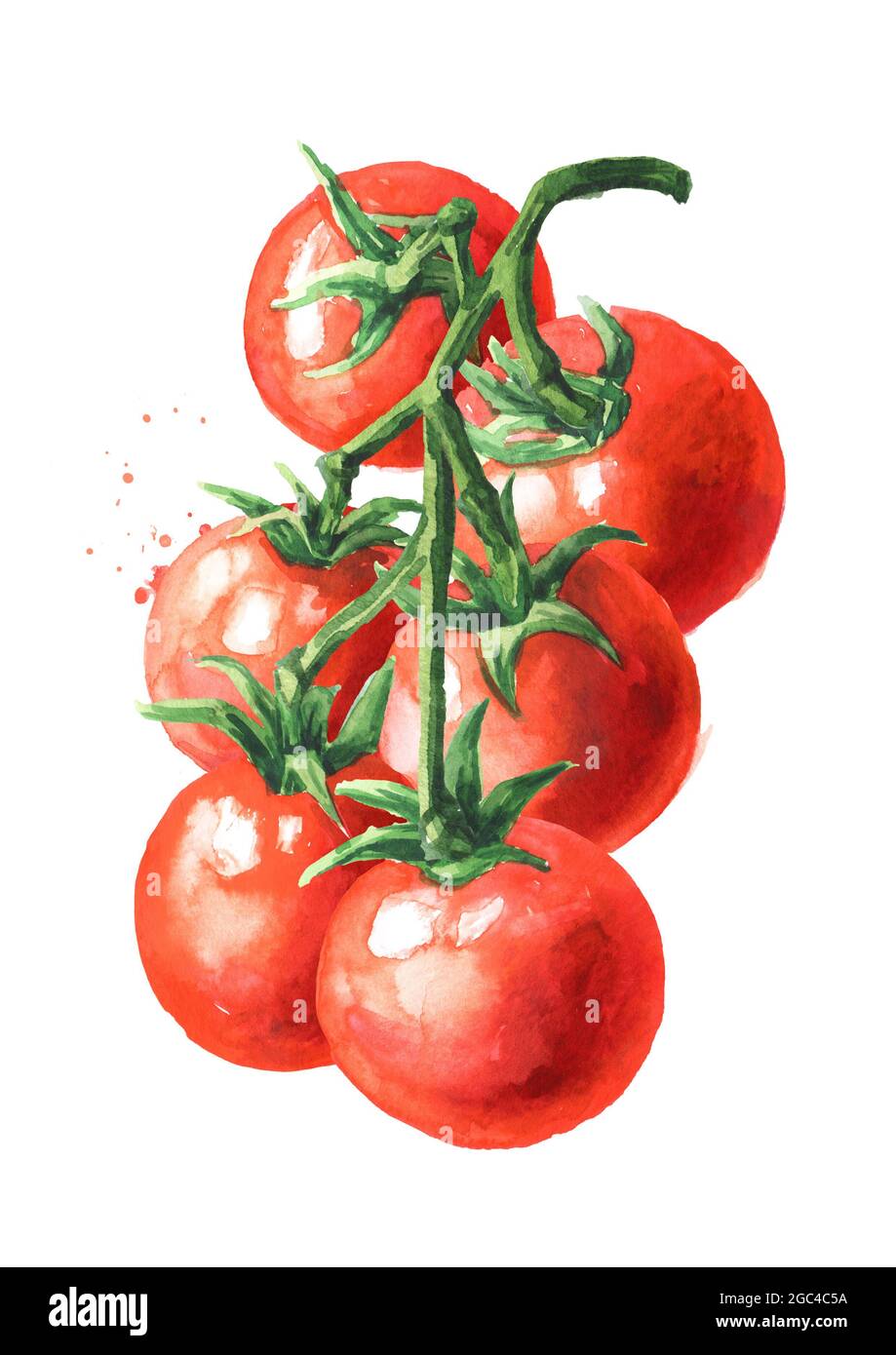 Fresh ripe cherry tomatoes on the branch. Hand drawn watercolor ...