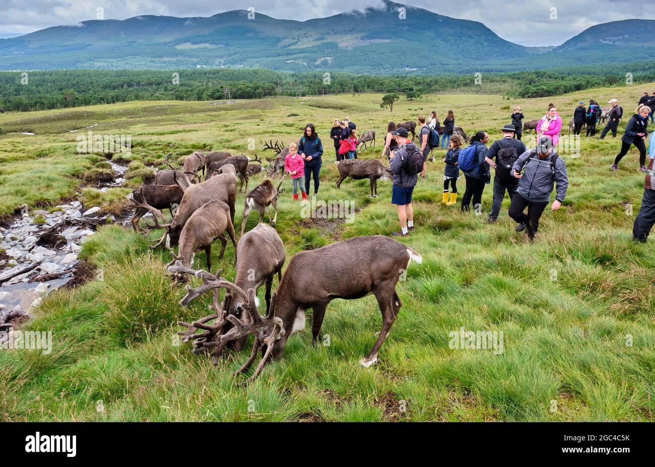 Walking with reindeer on the lower slopes of Lurcher's Crag, in