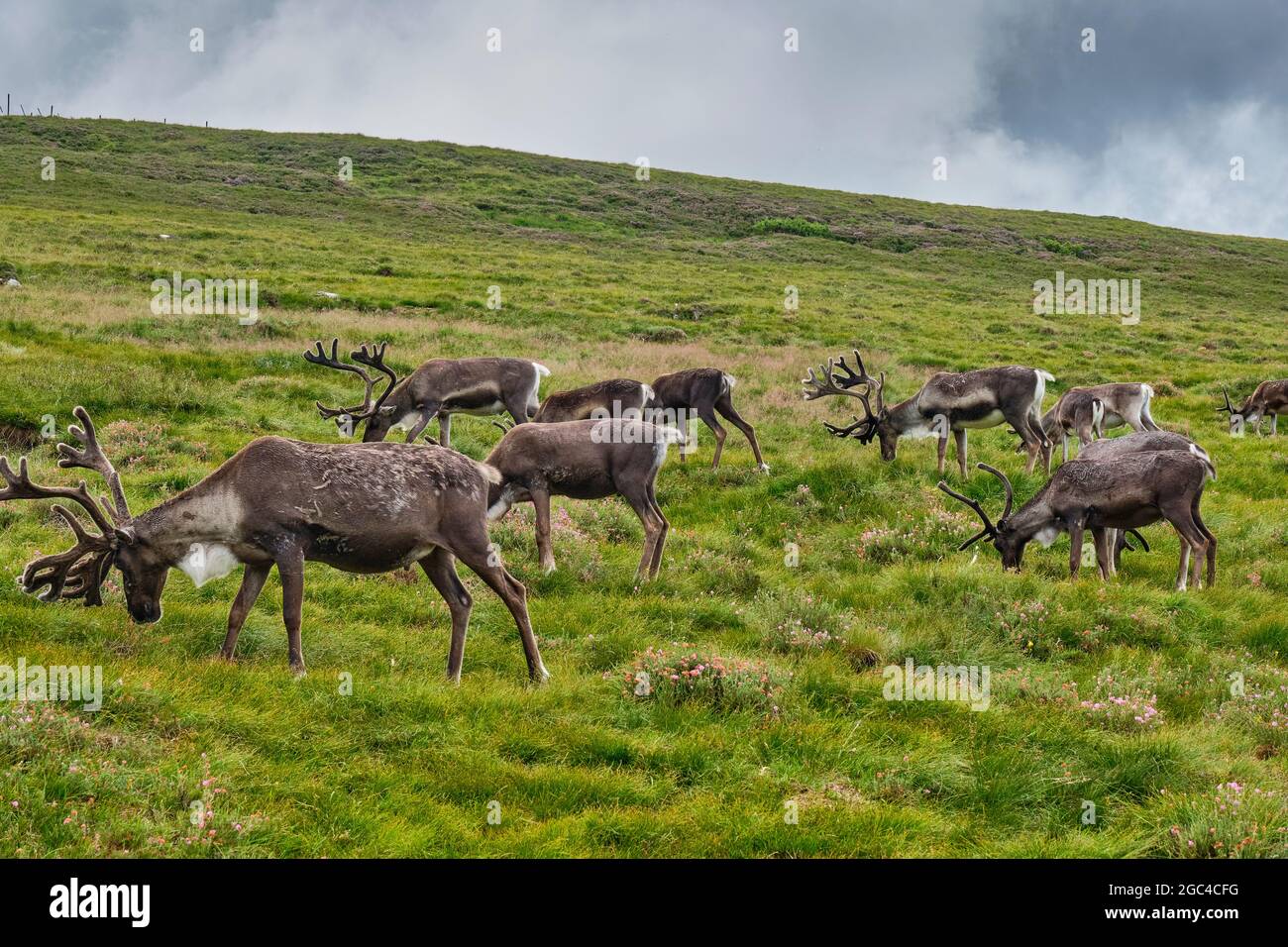 Reindeer on the lower slopes of Lurcher's Crag, in Glenmore Forest Park