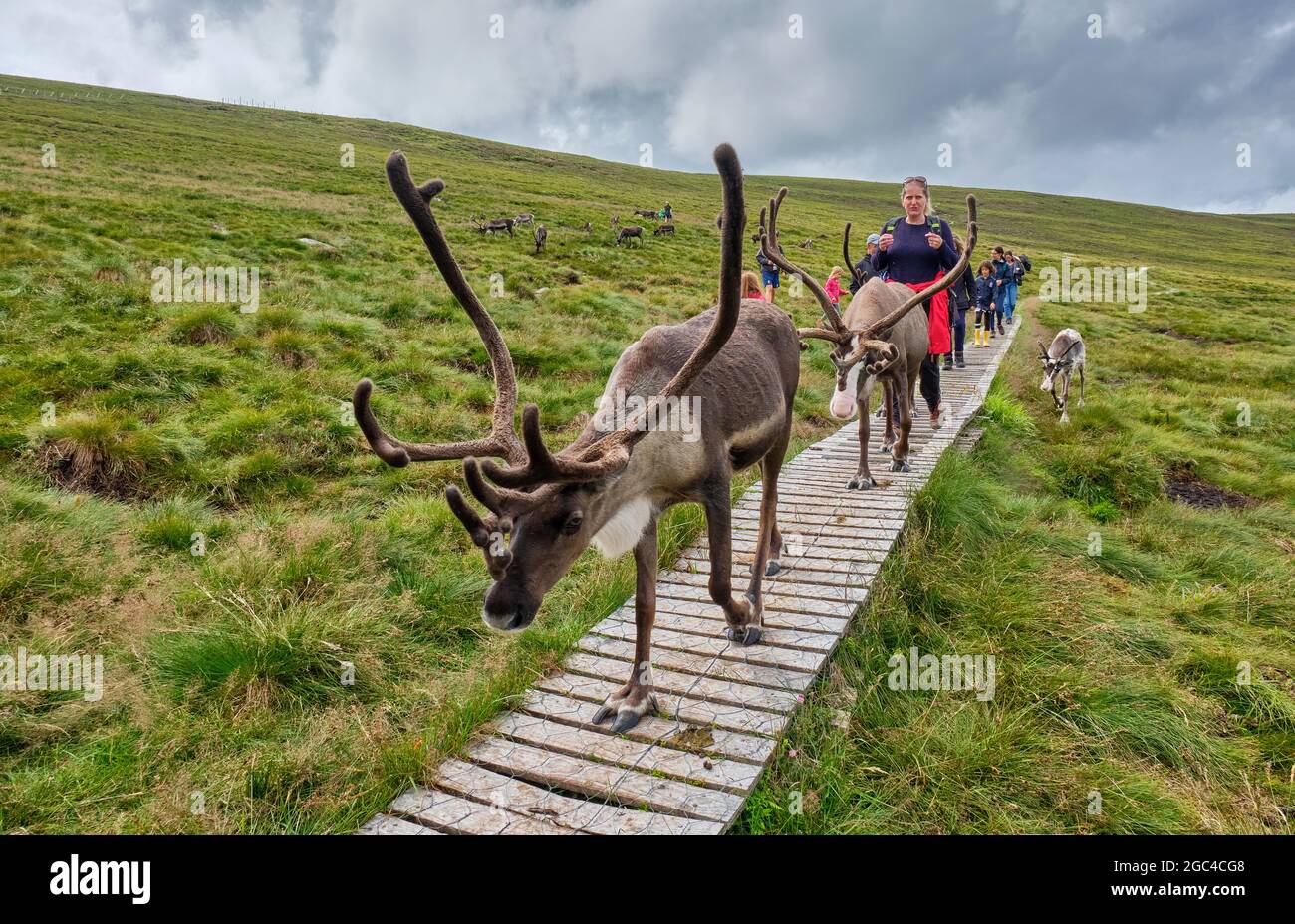 Walking with reindeer on the lower slopes of Lurcher's Crag, in